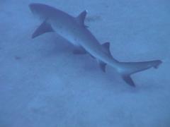 SharkWhiteTip3.jpg